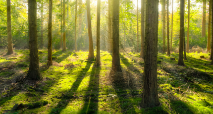 Le bois, une matière vivante : entre singularité et authenticité Le bois, une matière vivante : entre singularité et authenticité